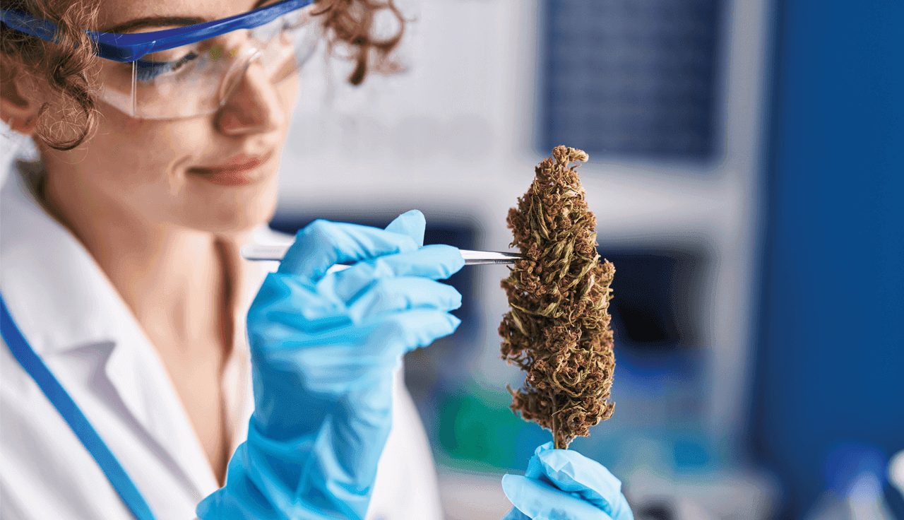 Frau mit Brille hält eine Cannabisblüte in der Hand